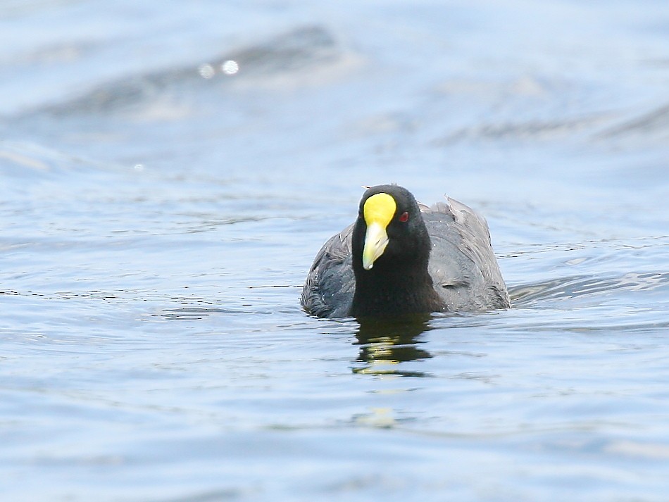 White-winged Coot - ML617684392