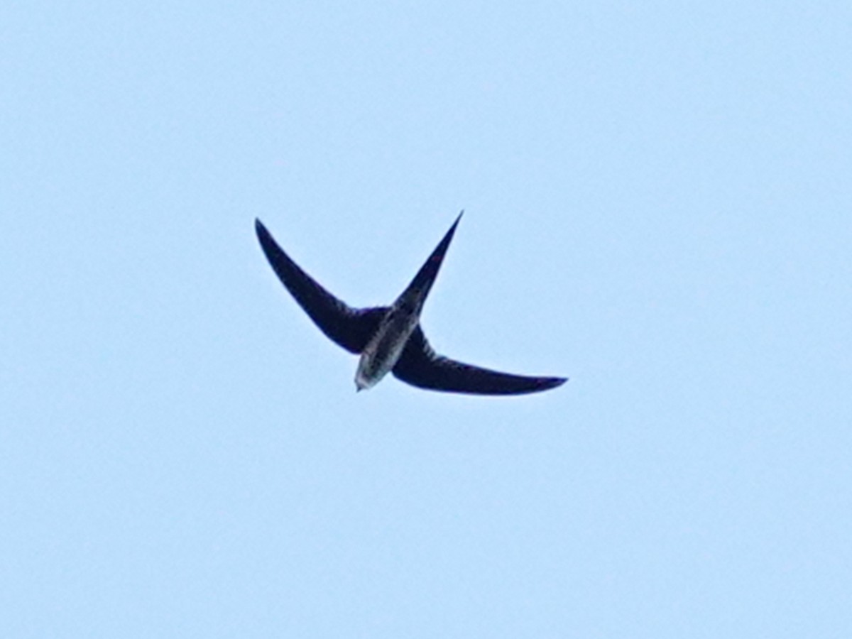 Fork-tailed Palm Swift - ML617684400