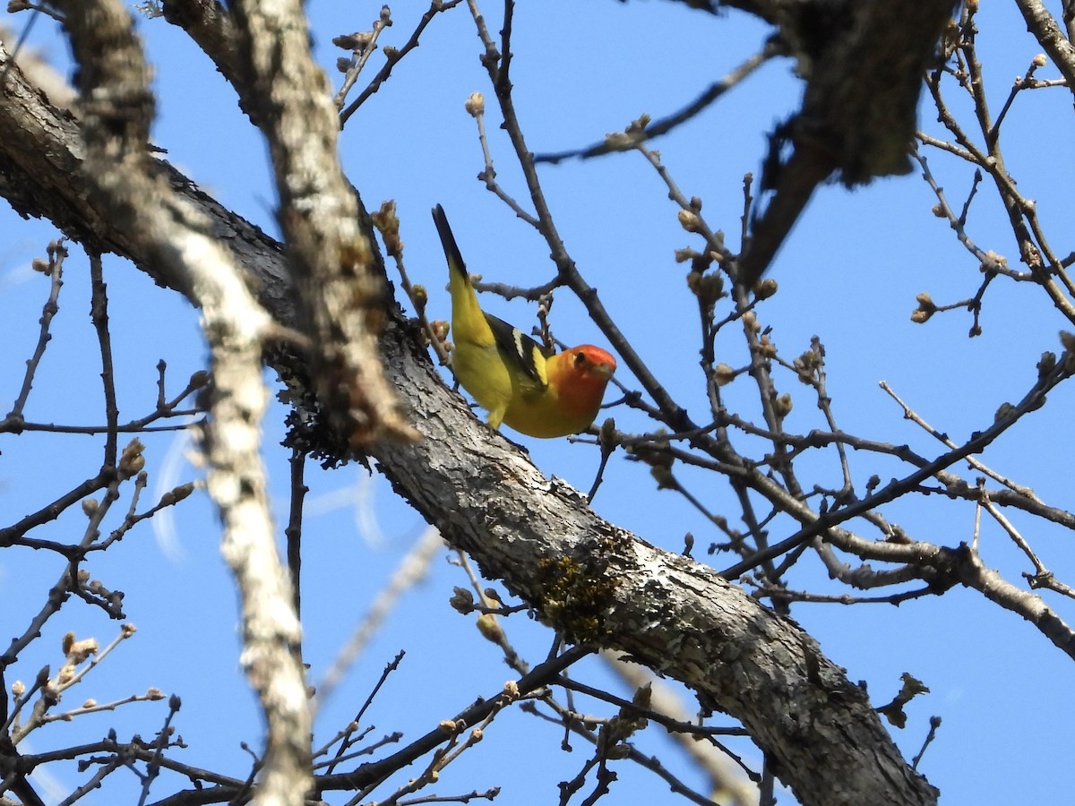 Western Tanager - ML617684406