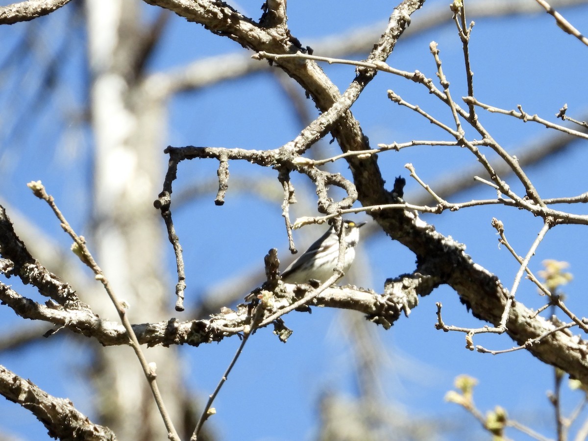 Black-throated Gray Warbler - ML617684427