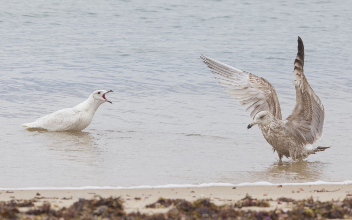 Iceland Gull (kumlieni) - Angus Wilson