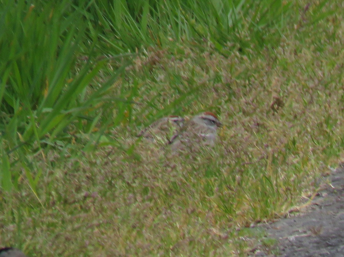 Chipping Sparrow - ML617684467