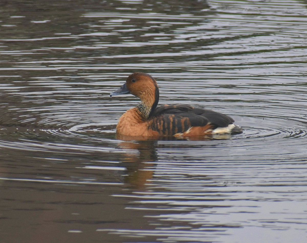 Fulvous Whistling-Duck - ML617684480