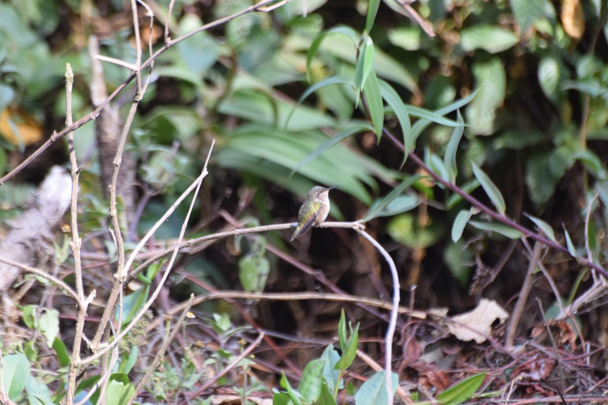 Volcano Hummingbird (Heliotrope-throated) - ML617684503