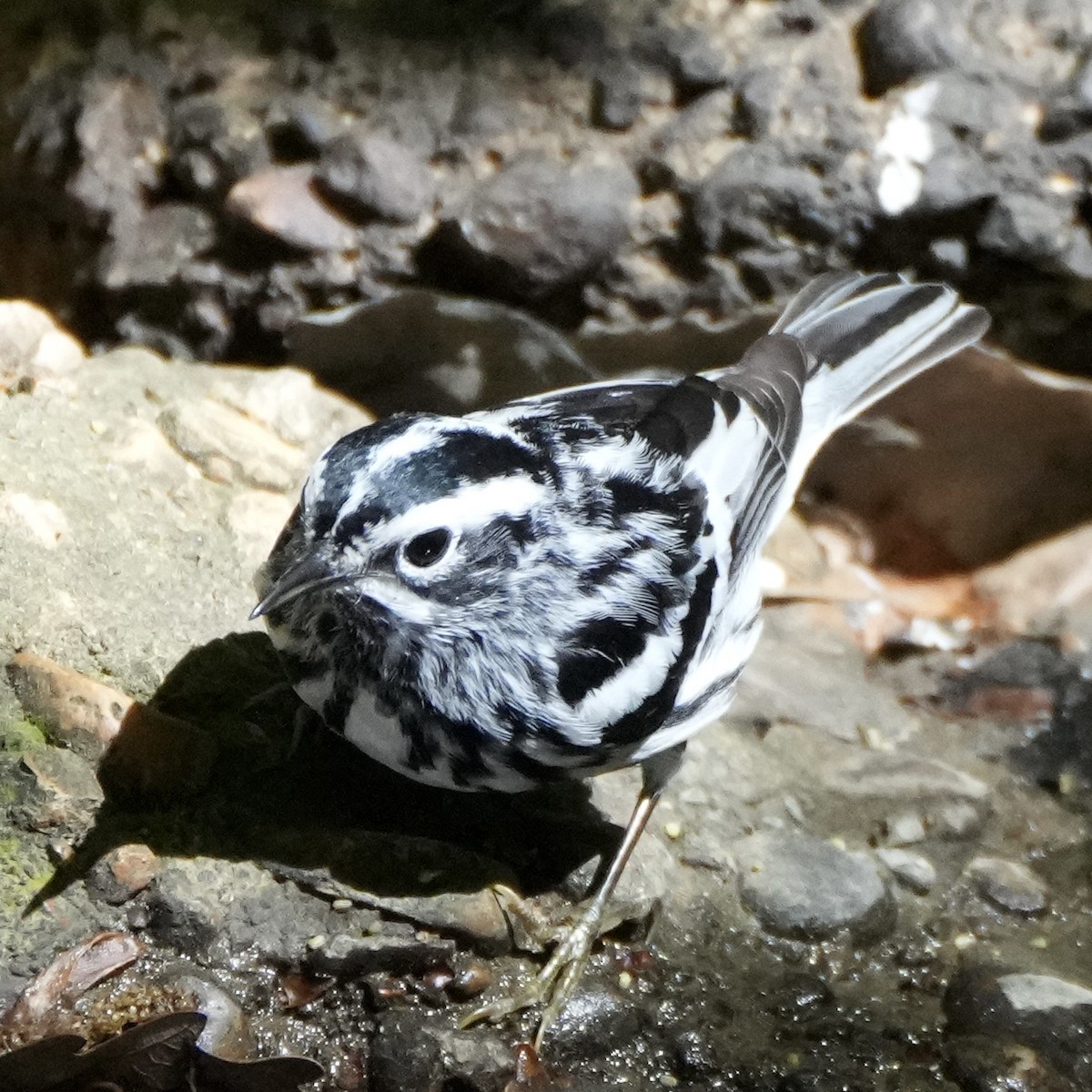 Black-and-white Warbler - ML617684593