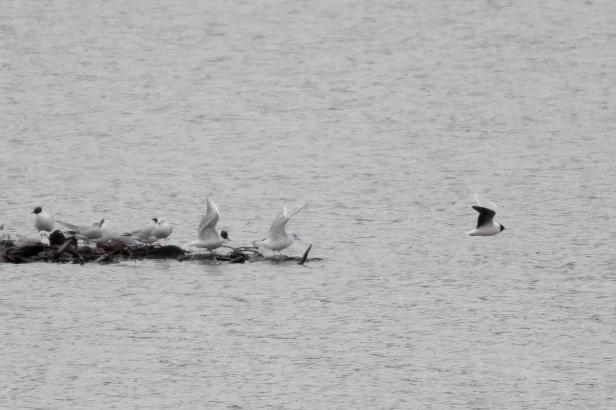 eBird Checklist - 20 Apr 2024 - Goose Pond, Canaan - 17 species