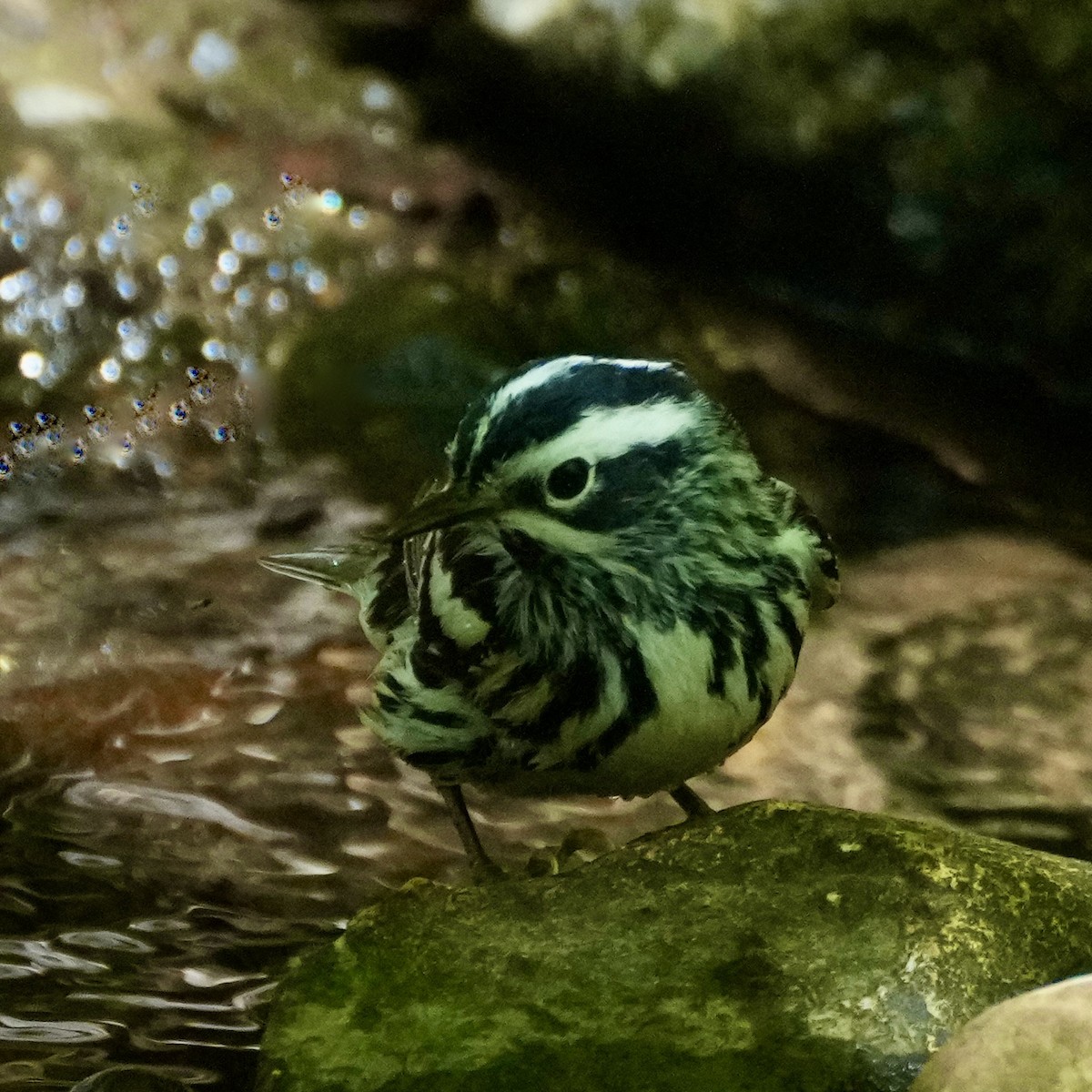 Black-and-white Warbler - ML617684611