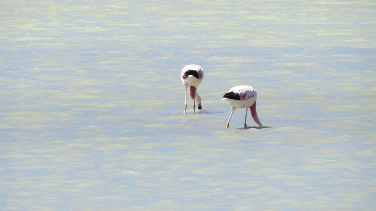 Andean Flamingo - ML617684624