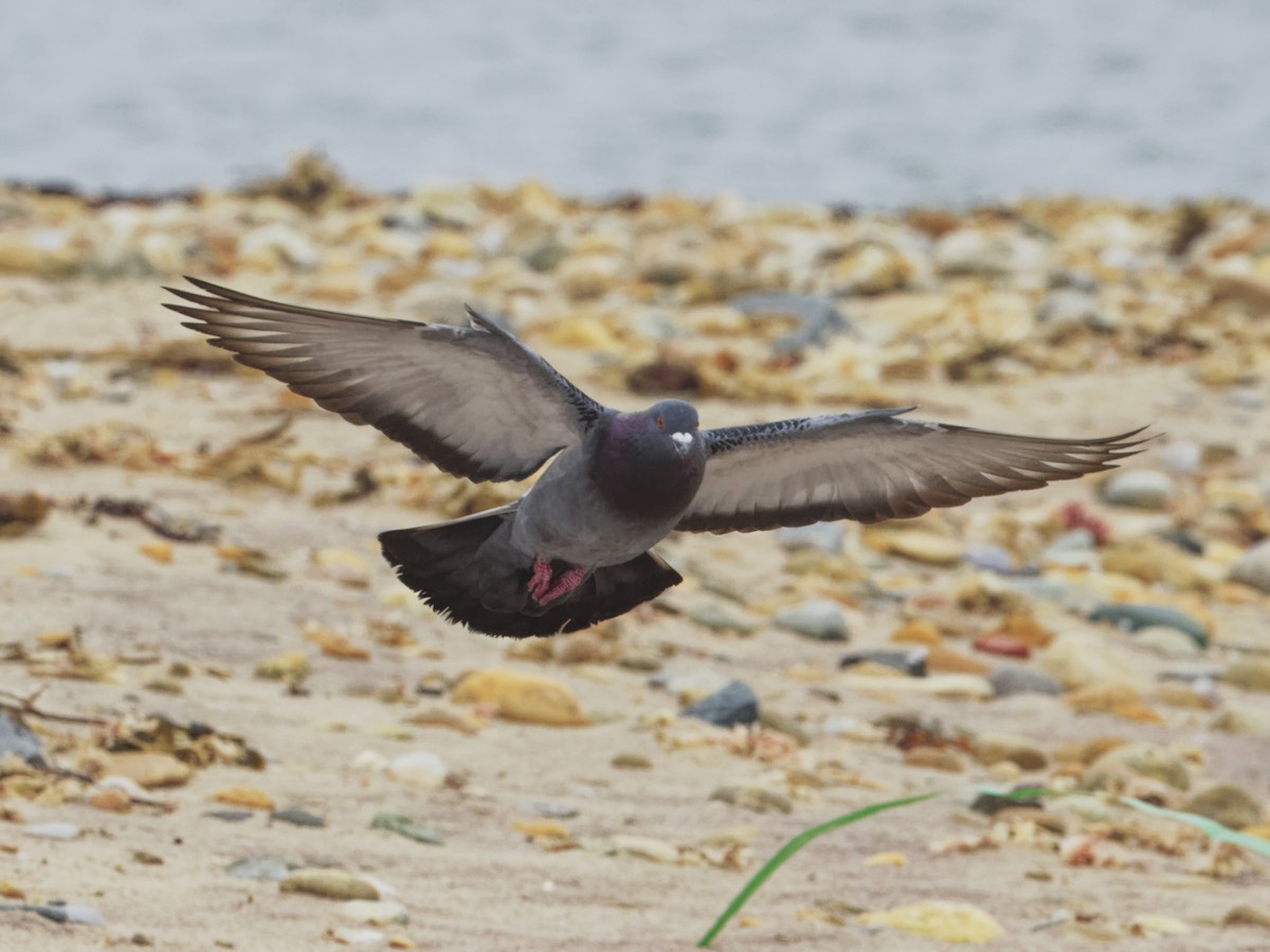 Rock Pigeon (Feral Pigeon) - Angus Wilson