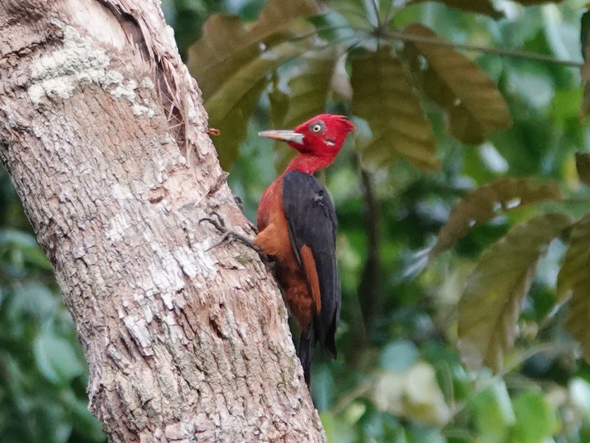Red-necked Woodpecker - Barry Reed
