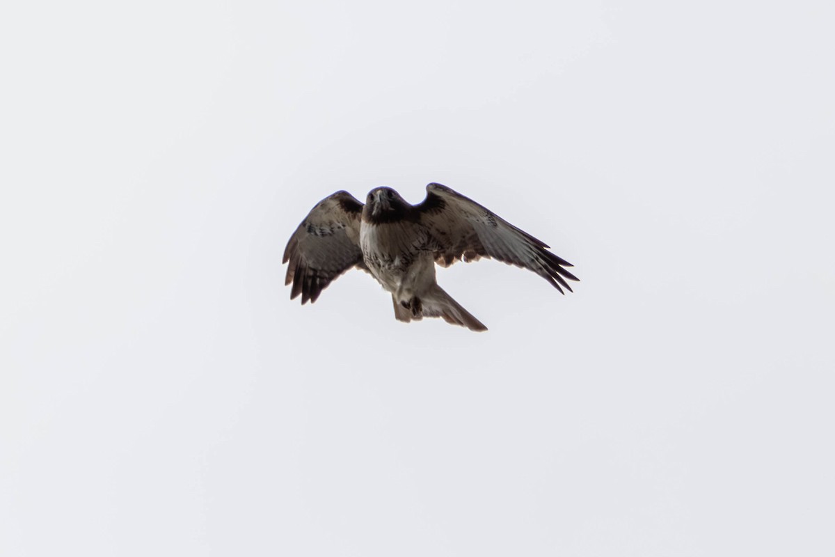 Red-tailed Hawk (borealis) - ML617684791