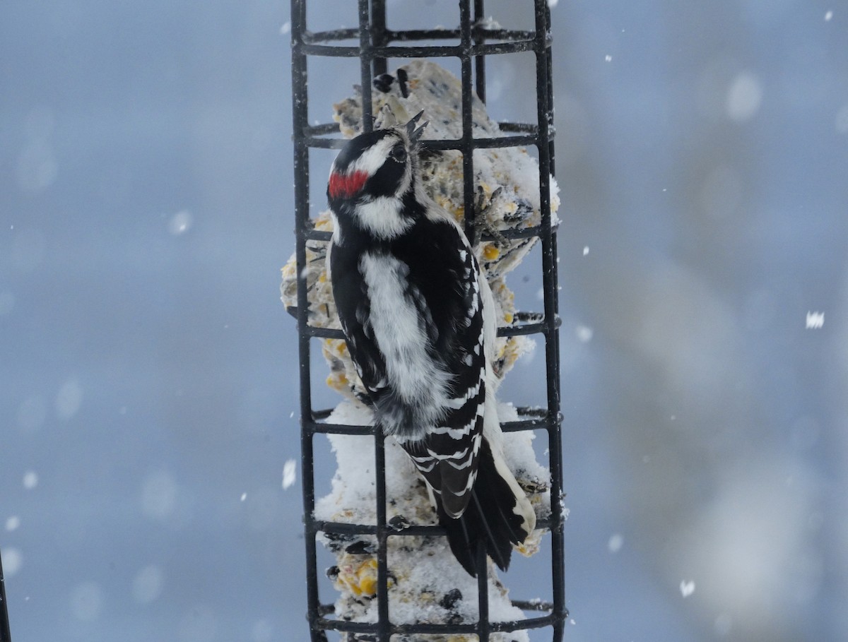 Downy Woodpecker (Eastern) - ML617684801