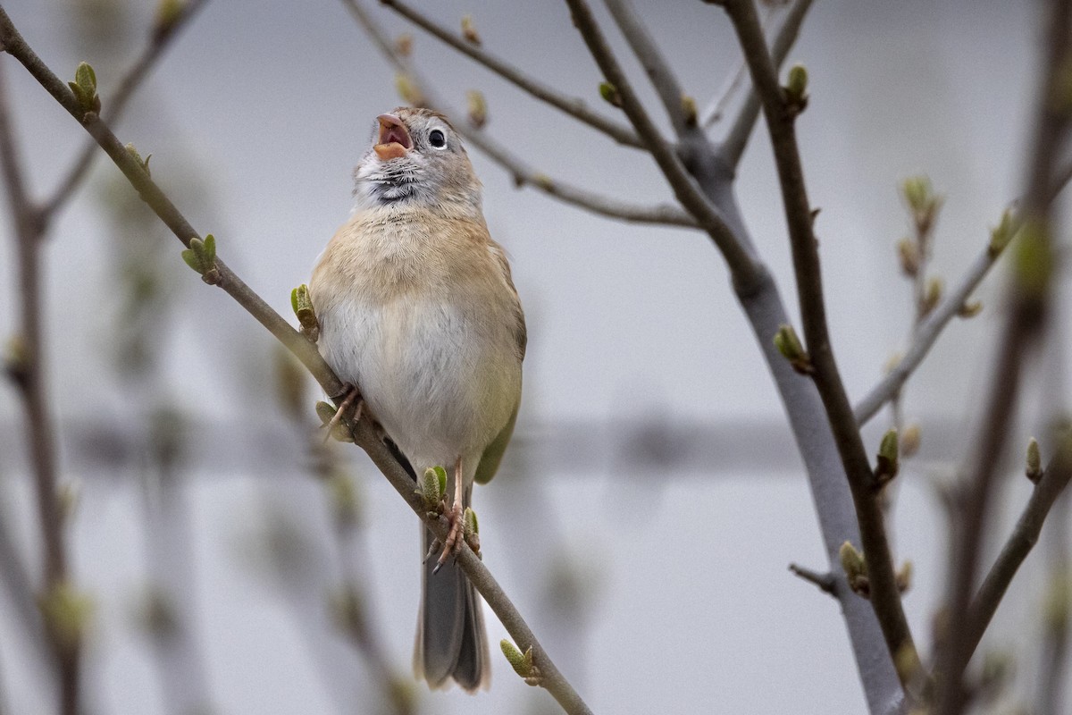 Field Sparrow - Michael Foster