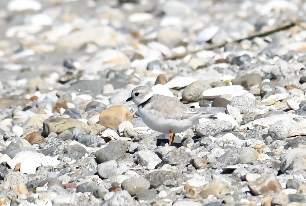 Piping Plover - ML617684886