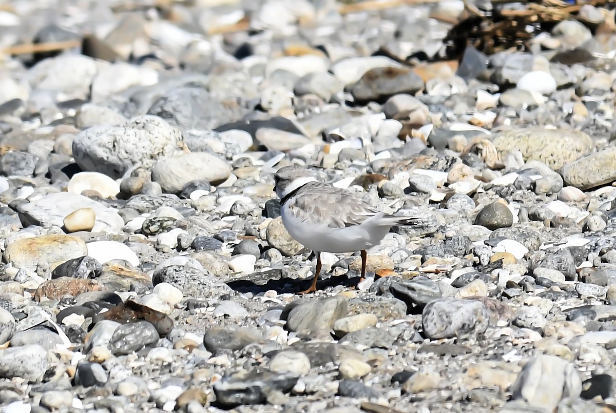 Piping Plover - ML617684887