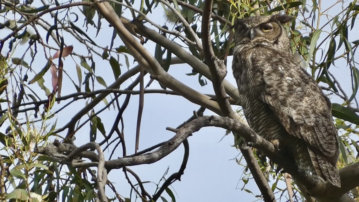 Great Horned Owl - ML617684981