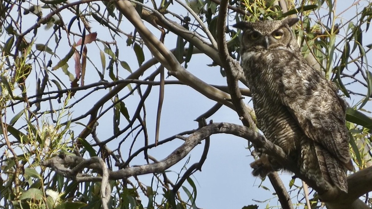 Great Horned Owl - ML617684982