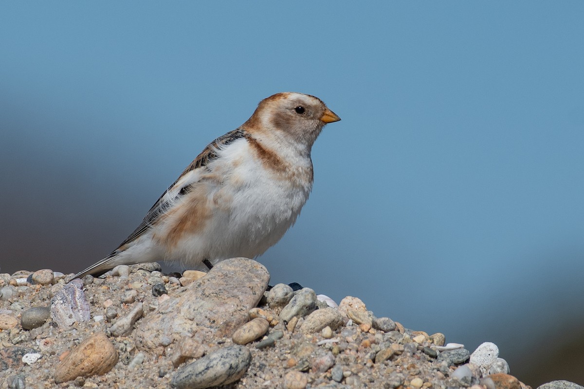 Snow Bunting - Mike Tucker