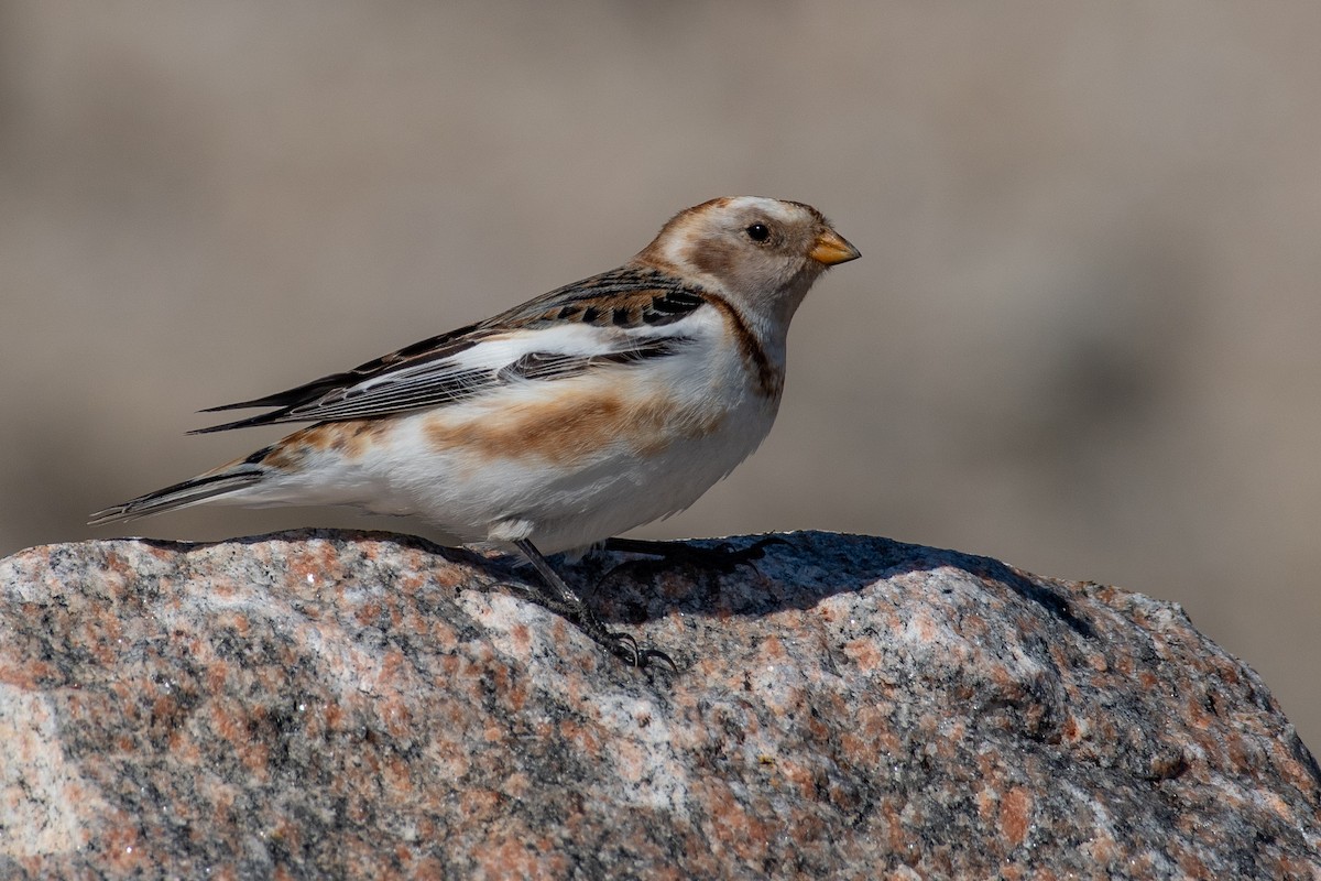 Snow Bunting - Mike Tucker