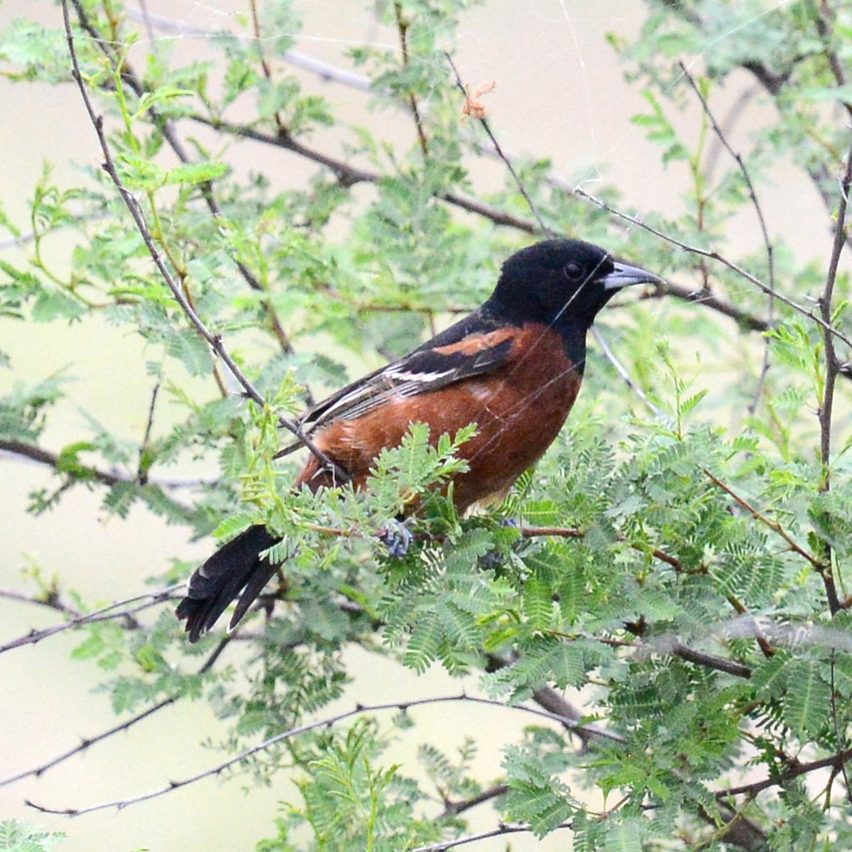 Orchard Oriole - ML617685119