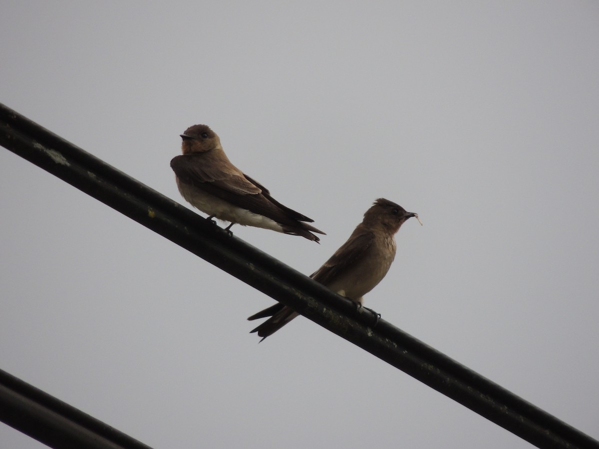 Southern Rough-winged Swallow - ML617685141