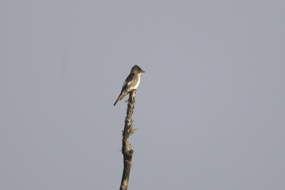 Olive-sided Flycatcher - Keith Maley