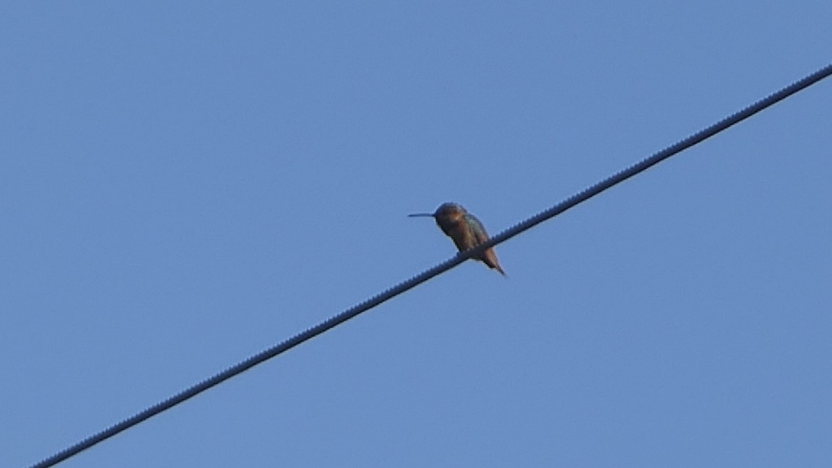 Allen's Hummingbird - ML617685219