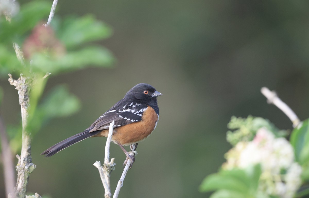 Spotted Towhee - ML617685245