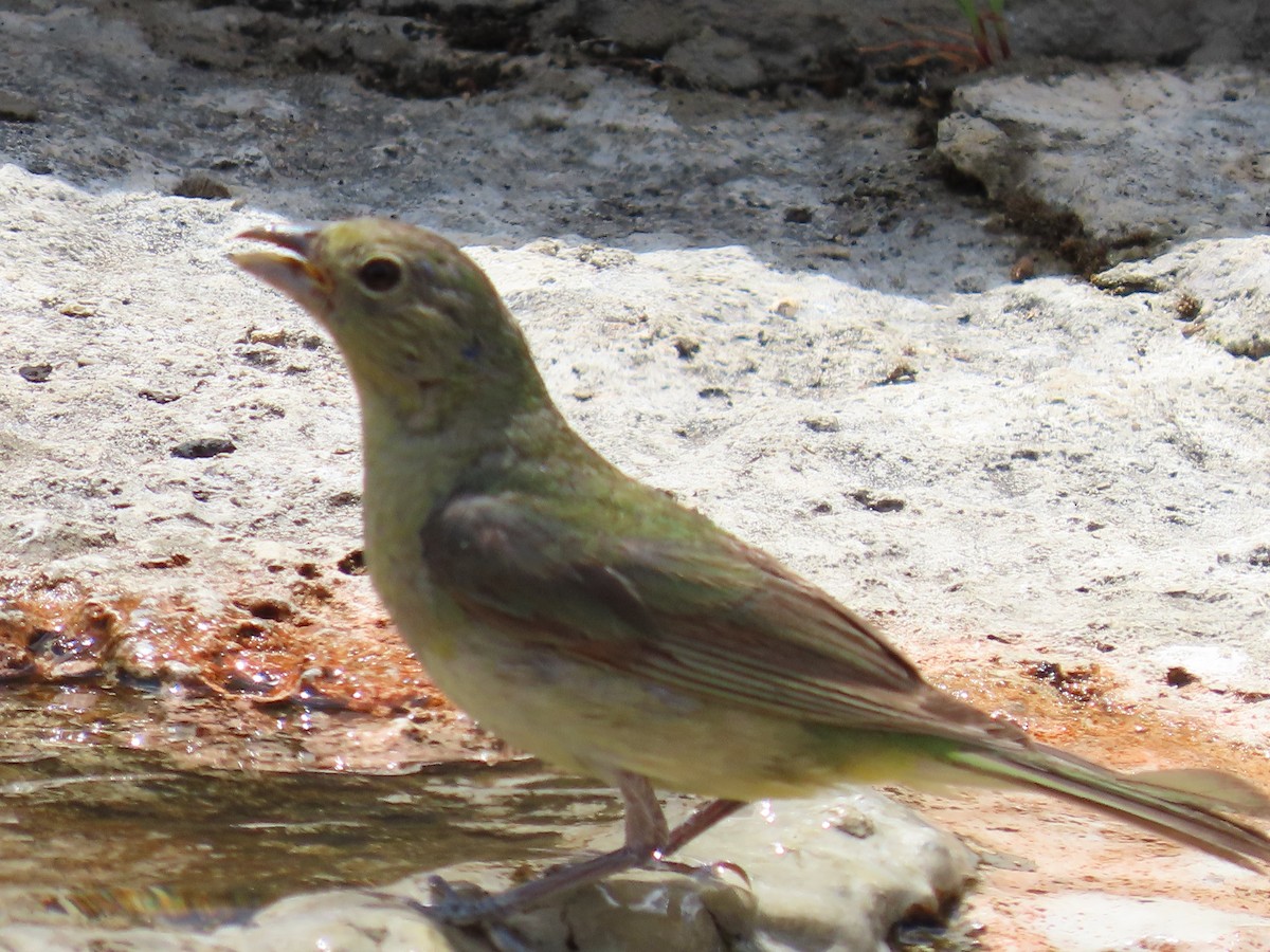 Painted Bunting - ML617685371