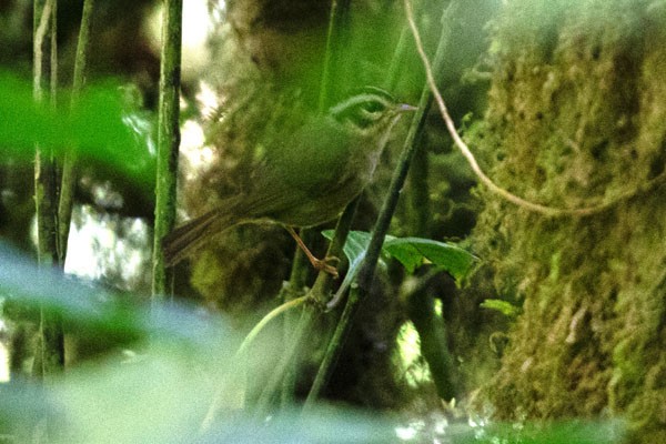 Costa Rican Warbler - ML617685435