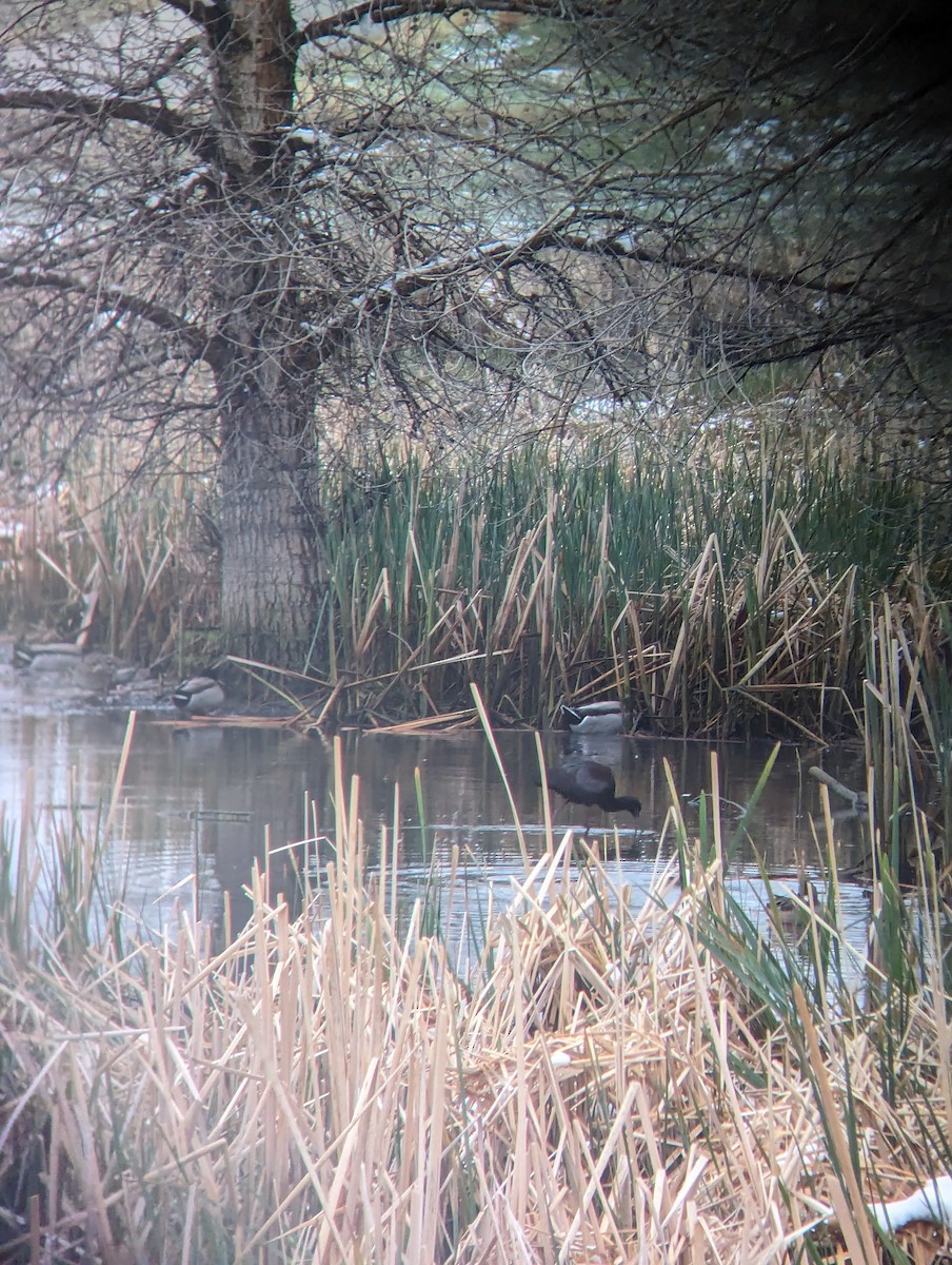 Ebird Checklist - 20 Apr 2024 - Cherry Creek Sp--cottonwood Creek 