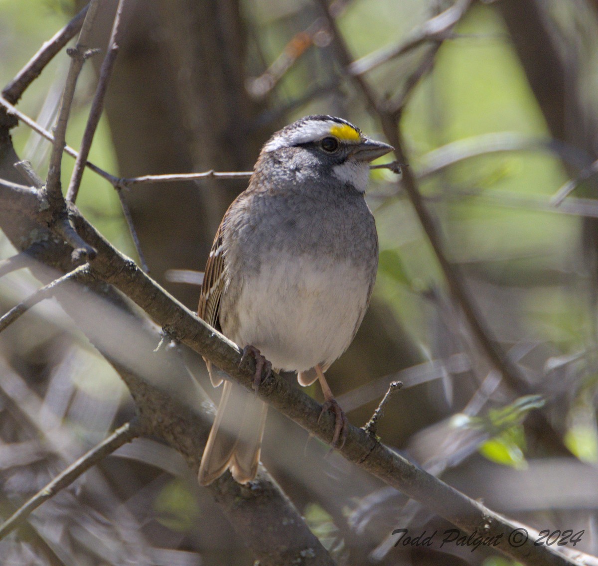 White-throated Sparrow - t palgut