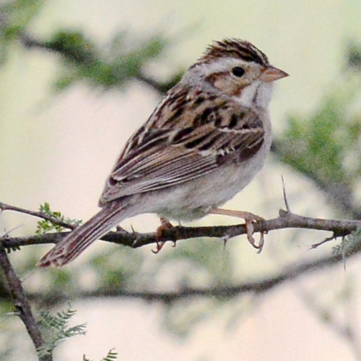 Clay-colored Sparrow - ML617685557