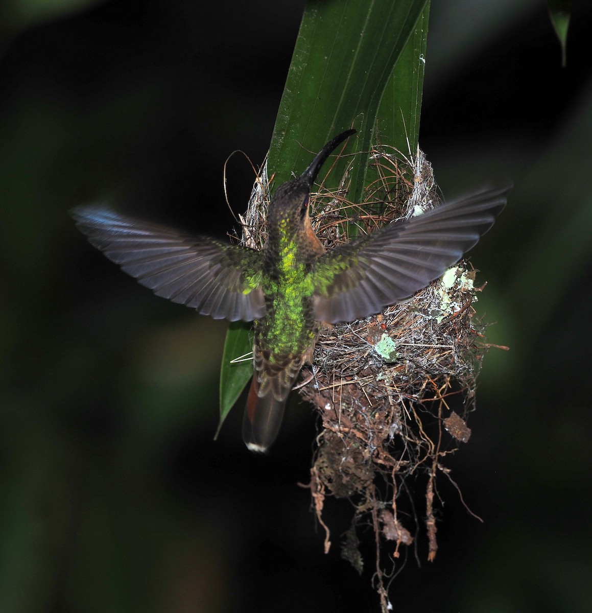 Краснохвостый колибри-отшельник - ML617685560