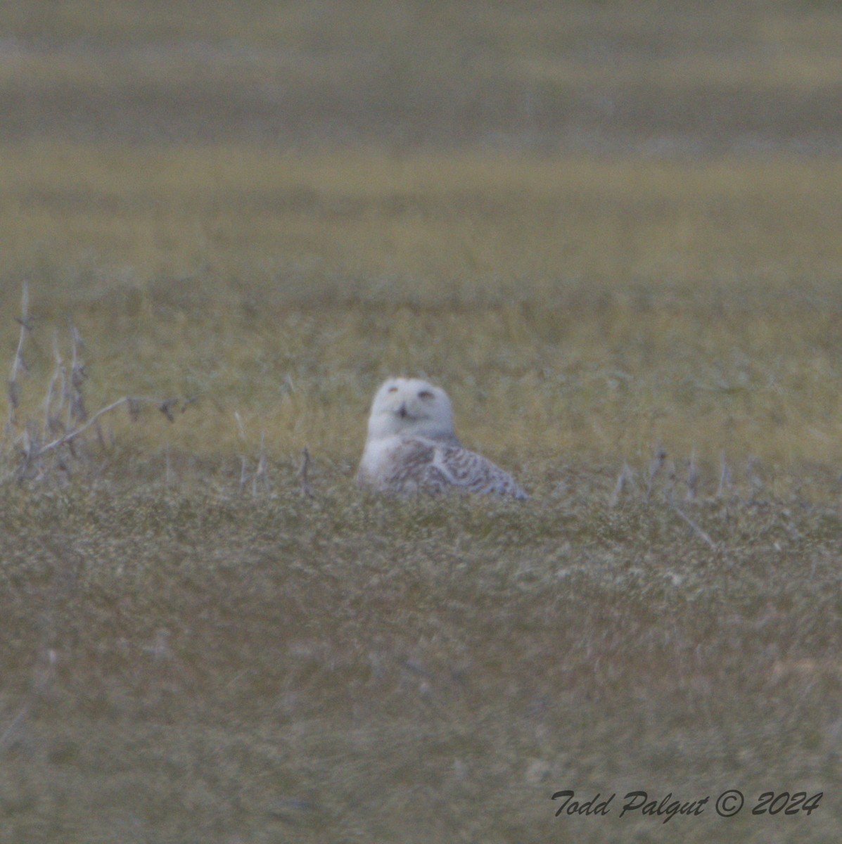 Snowy Owl - ML617685591