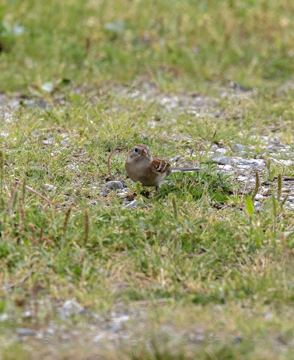 Field Sparrow - ML617685633