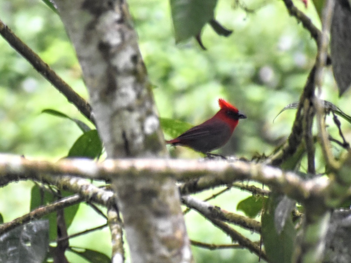 Crested Ant-Tanager - ML617685668