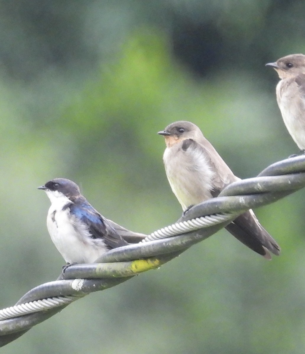 White-winged Swallow - ML617685672