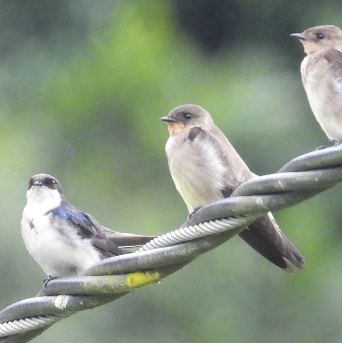White-winged Swallow - ML617685673