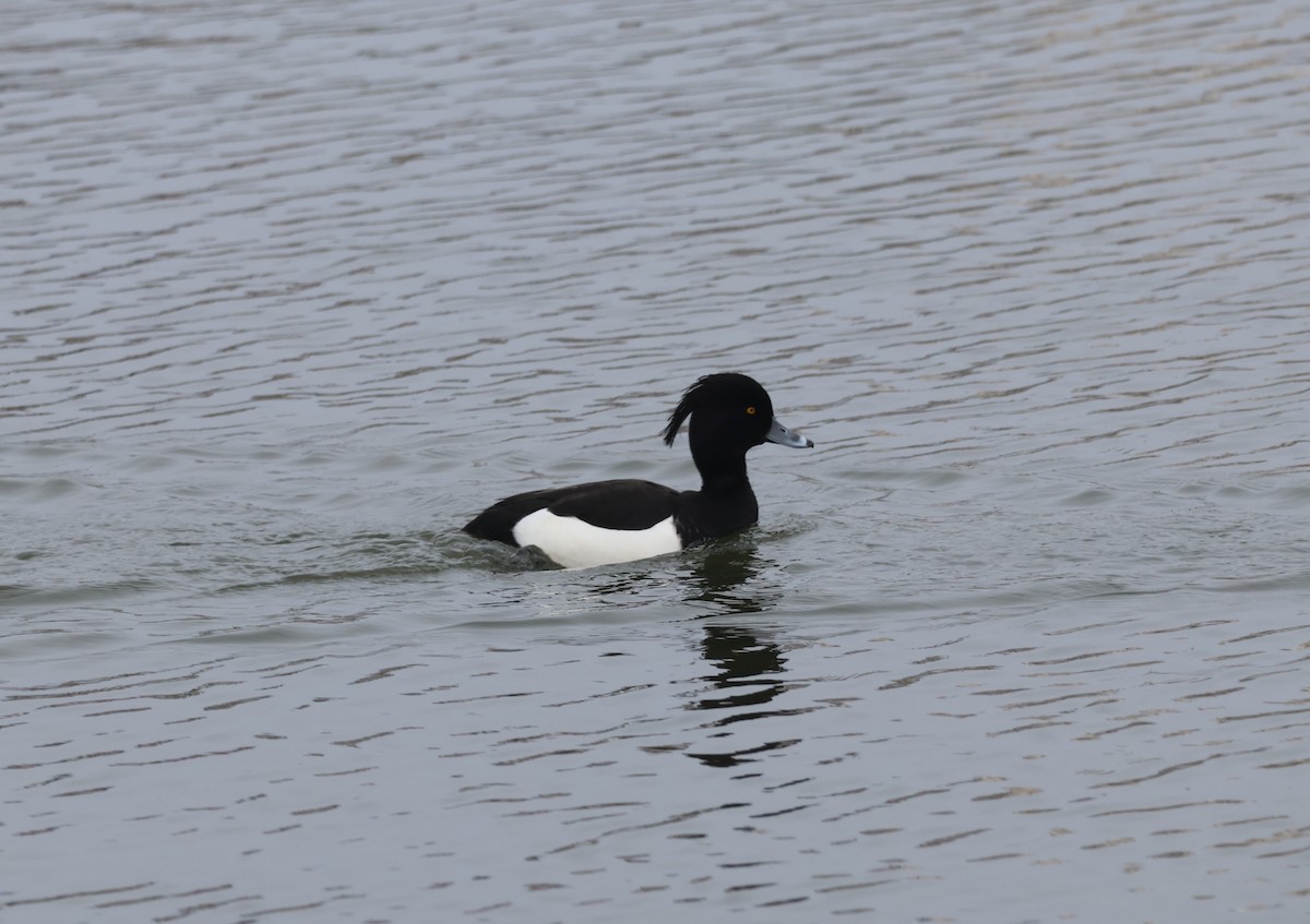 Tufted Duck - ML617685750