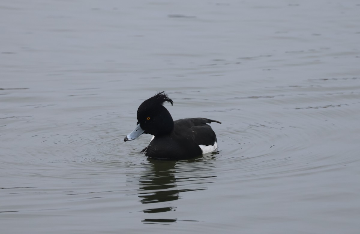 Tufted Duck - ML617685753