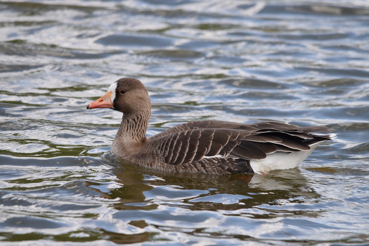 Greater White-fronted Goose - ML617685809