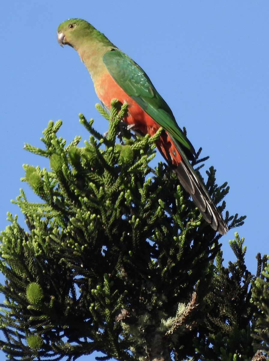 Australian King-Parrot - ML617685891