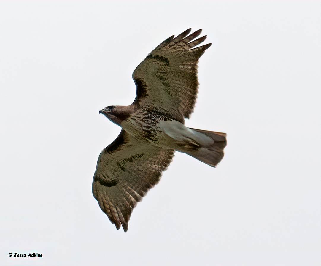 Red-tailed Hawk (borealis) - ML617685899