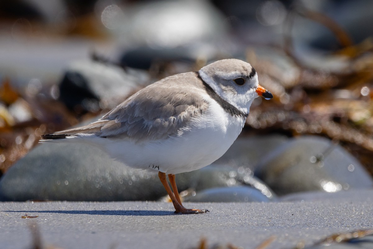 Piping Plover - ML617685919