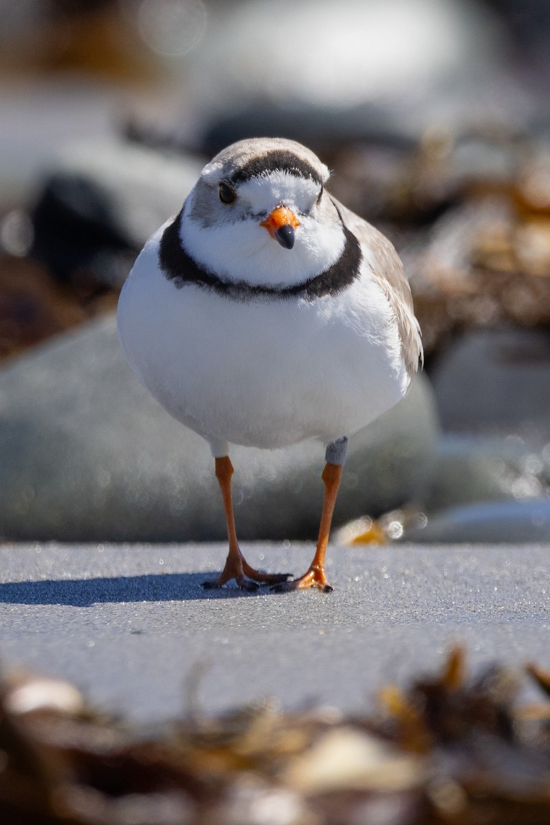 Piping Plover - ML617685926