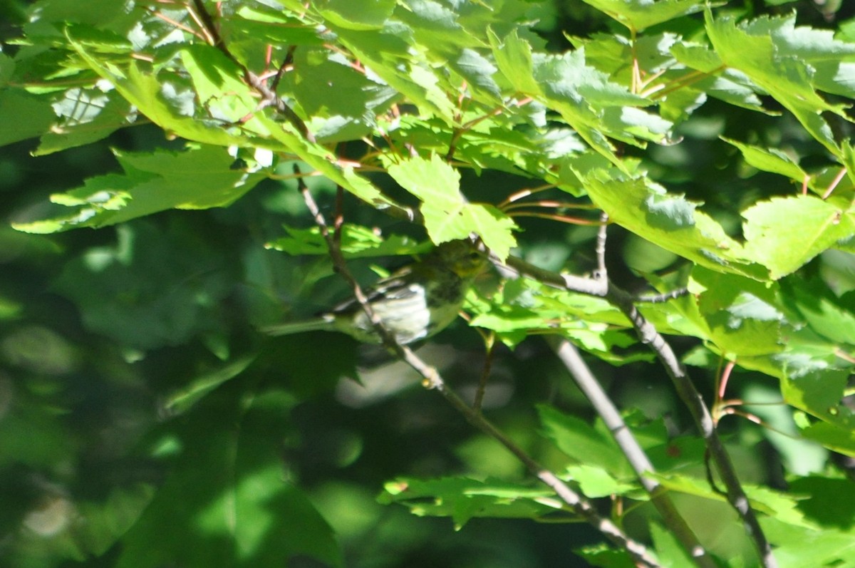 Black-throated Green Warbler - ML617686020
