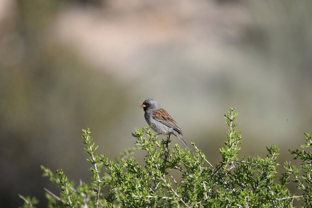 Black-chinned Sparrow - ML617686047