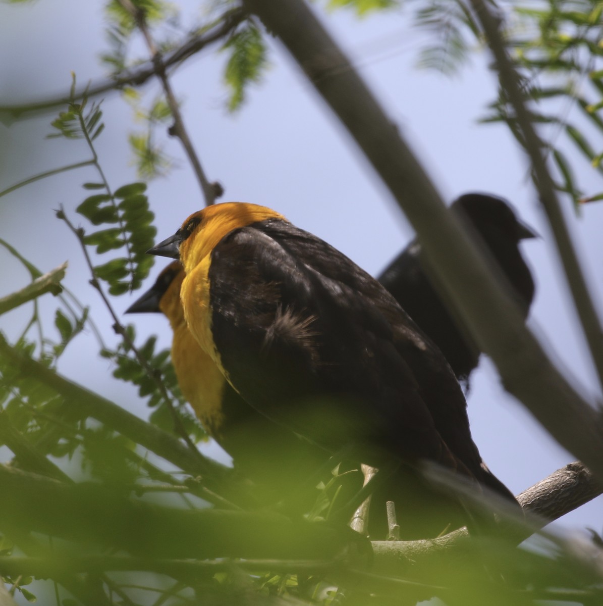 Yellow-headed Blackbird - ML617686054