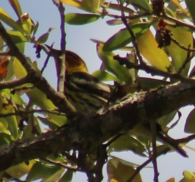 Cape May Warbler - ML617686068